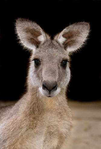 Kangaroo Wallpaper Discover More African Animal Australia Grey