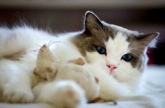 Awesome Ragdoll Cat Best Image Desktop Wallpaper