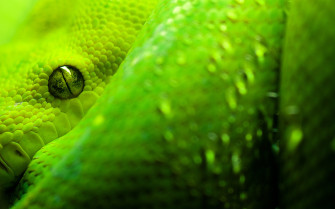 Anaconda Wallpaper