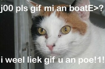 Lolcats High Resolution Wallpaper