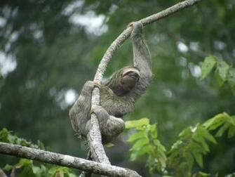 Sloth Wallpaper Daily Background In HD