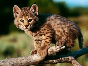 Cute Kittens Image Wallpaper Photos