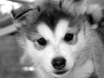 Cute Baby Siberian Husky Wallpaper Background Animals