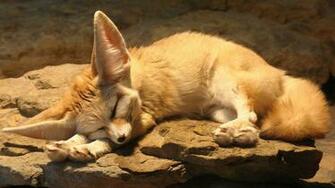 Fennec Fox Wallpaper At Wallpaperbro