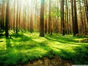 Beautiful Forest Pictures Collection Mobogenie