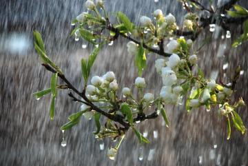 Beautiful Rainy Spring Day Trees In Bloom