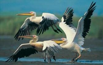 Animal Pelican Pelicans Wallpaper