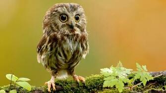 Cute Baby Owl Wallpaper Wallpaperz Co