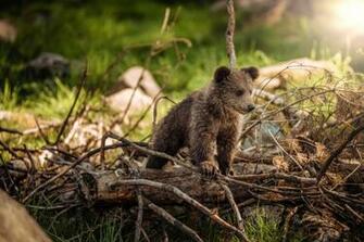Brown Bear Wallpaper Image Pictures HD For Mobile