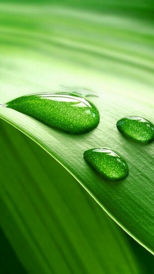 HD iPhone Rain Wallpaper