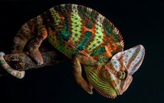 Animal Chameleon Wallpaper
