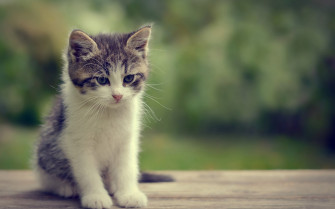 Kittens Kitten Cat Cats Baby Cute S Wallpaper HD