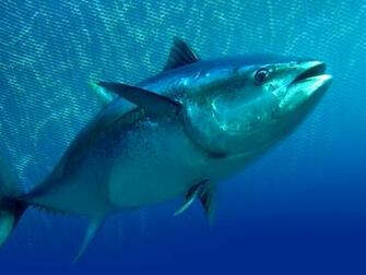 Tuna In Hq Resolution