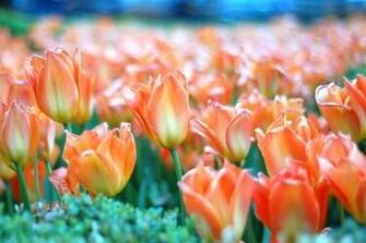 Spring Wallpaper For Desktop