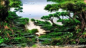 Win An Aquascaping Contest Love