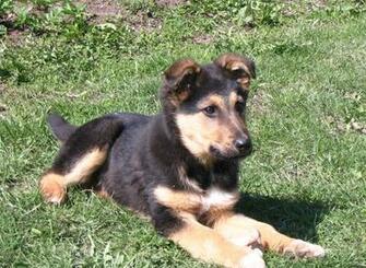 Wallpaper Beautiful Small German Shepherd Dog On The Grass Pictures