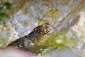 Chinese Crocodile Lizard Wallpaper Background