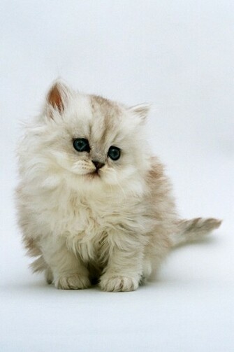 Cute White Cat Wallpaper For iPhone