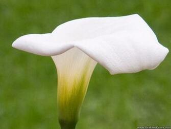 Calla Lily Desktop Wallpaper For