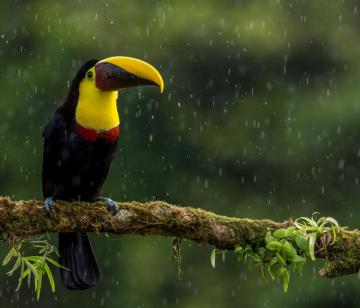 Bird Image