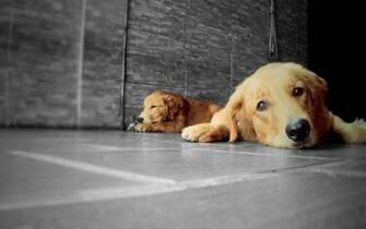 Yellow Labrador Retriever Wallpaper My Doggy Rocks