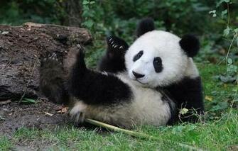 Wallpaper Bear Panda Baby Animals
