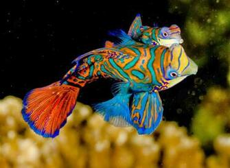 Mandarin Fish Wallpaper HD