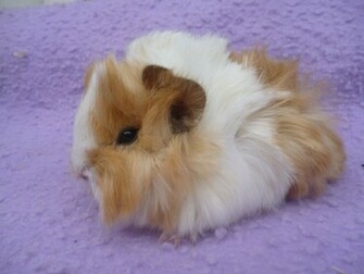 Cute Pig Image HD Wallpaper Lovely