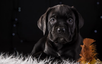 Cane Corso Puppy 4k HD Animals Wallpaper Image