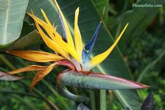 Bird Paradise X Wallpaper Valley Flower Kb
