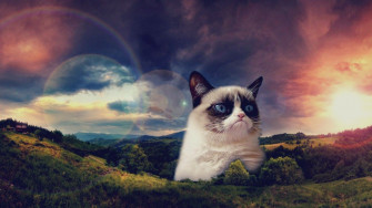 Grumpy Cat Wallpaper