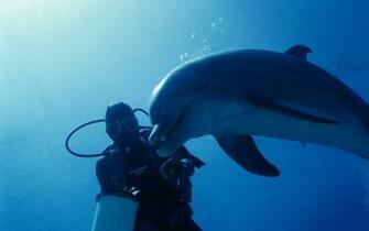 Cute Background And Wallpaper Sea Animal HD