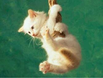 Beautiful Animal Wallpaper Gallery Most
