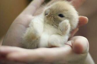 Really Cute Animals Cool Wallpaper