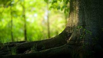 Tree HD Desktop Background Natural Beautiful Trees Wallpaper