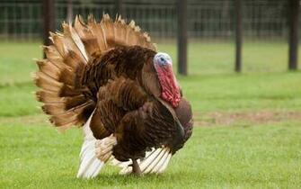 Photo Gallery Bird Photography Birds Wallpaper Wild Photos