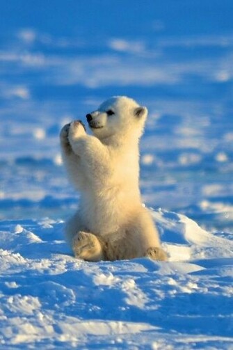 Wild Wildlife Species Planet Earth Nature Pics Pictures Photos Image