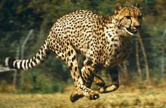 Animal Wallpaper Cheetah Running