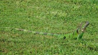 Green Lizard Animals Wallpaper