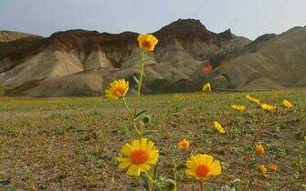 Wildflowers Wallpaper