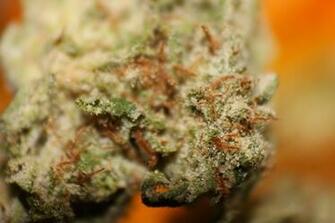 Kush Weed Wallpaper Image Crazy Gallery