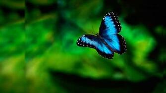 HD Nice Black Background Net