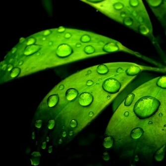 Green Flower iPad Wallpaper iPhone