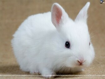 Rabbits Wallpaper