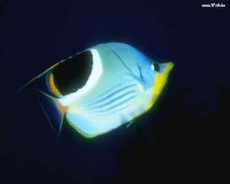 Cute Fish Wallpaper Wallpapermine