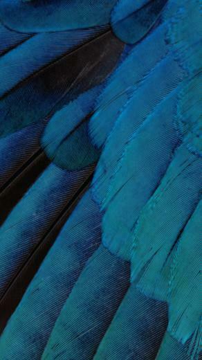 Ios Wallpaper Now Available To