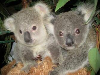 Baby Koala S Eric And Penny Wallpaper