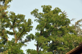Enjoy The Beauty Of A Black Locust Tree S Flowers And Leaves Wallpaper