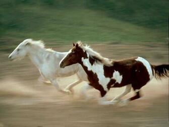 Horse Wallpaper Dark Fantasy