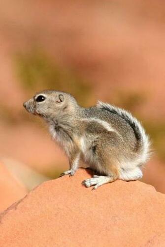 Cute Little Squirrel Animal Mobile Phone Wallpaper